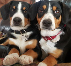 Entlebucher Swiss Mountain Dog puppies for sale in NM